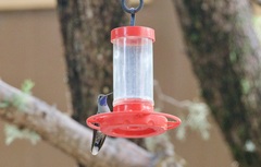 Lampornis clemenciae
