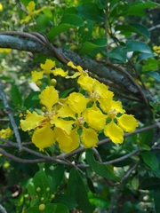 Callaeum macropterum