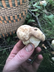 Suillus grisellus