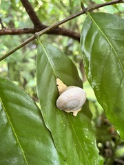 Parthena acutangula