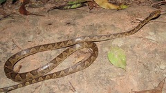 Leptodeira annulata