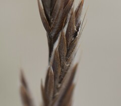 Bromus pumpellianus
