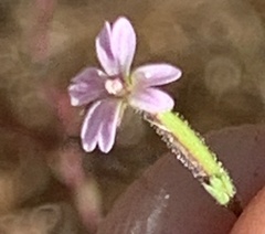 Epilobium minutum