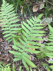 Thelypteris palustris