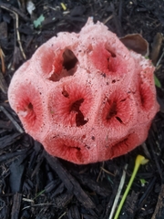 Clathrus crispus