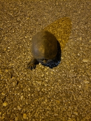 Kinosternon steindachneri