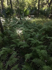 Thelypteris palustris