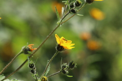 Simsia amplexicaulis