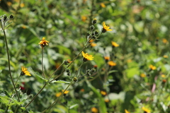 Simsia amplexicaulis