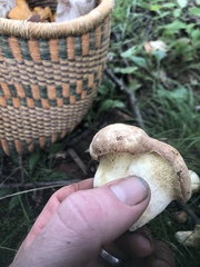 Suillus grisellus