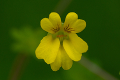 Tropaeolum brachyceras