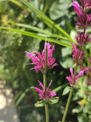 Agastache mexicana