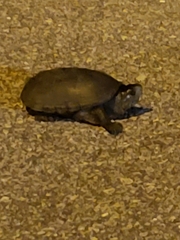 Kinosternon steindachneri