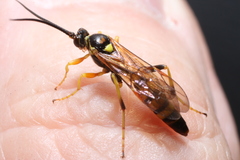 Ichneumon