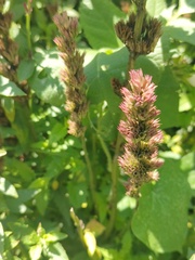 Agastache mexicana