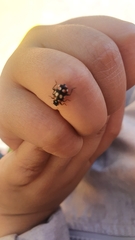 Eriopis connexa