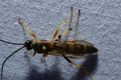 Ichneumon