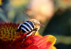 Amegilla quadrifasciata