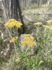 Ozothamnus obcordatus