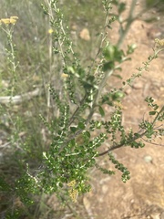 Ozothamnus obcordatus