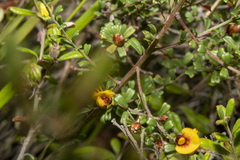 Pultenaea retusa