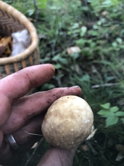 Suillus grisellus
