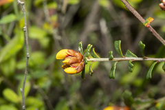 Pultenaea retusa