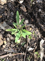 Clematis microphylla