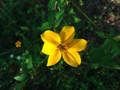 Sclerocarpus uniserialis