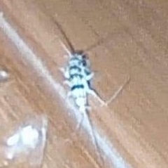 Lepismatidae