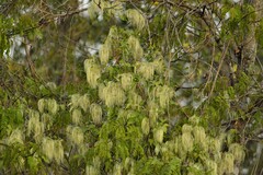 Clematis montevidensis