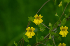 Tropaeolum brachyceras