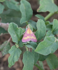 Pyrausta laticlavia