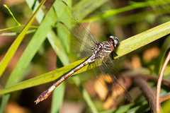 Aphylla angustifolia