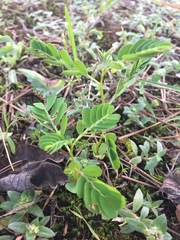 Phyllanthus urinaria