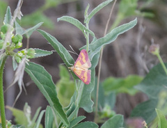 Pyrausta laticlavia