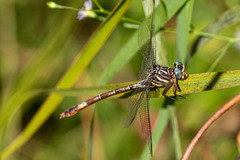 Aphylla angustifolia