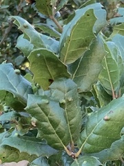 Aceria mackiei