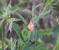 Pyrausta laticlavia