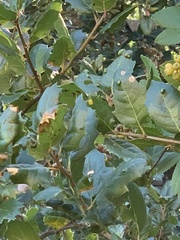 Aceria mackiei