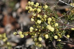 Acacia aculeatissima