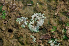 Riccia albida