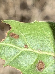 Aceria mackiei
