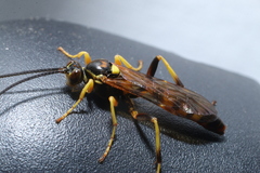 Ichneumon