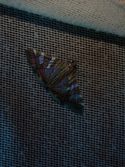 Margaroniini