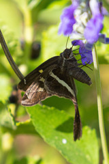 Chioides albofasciatus