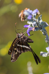 Chioides albofasciatus