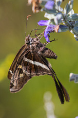 Chioides albofasciatus