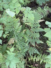 Dryopteris expansa