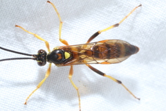 Ichneumon